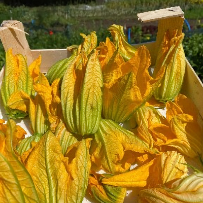 Courgette flowers