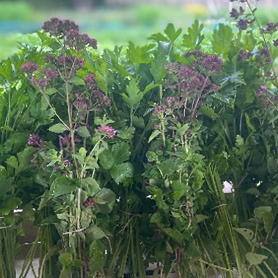 Mixed herbs