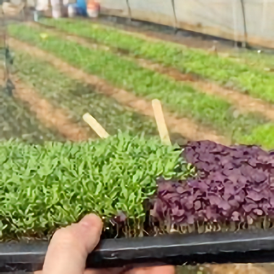 Microgreens