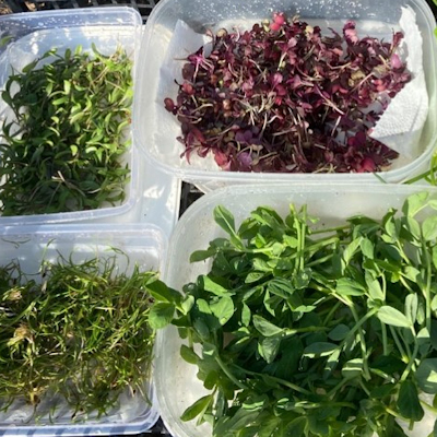 Microgreens