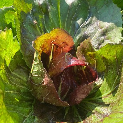 Lettuce