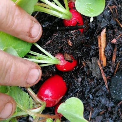 Radish