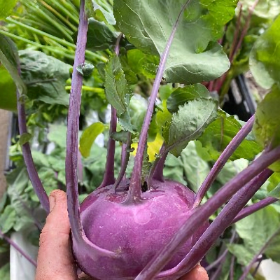 Kohlrabi